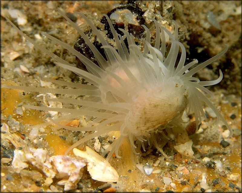 Limaria pellucida C. B. Adams, 1846 In Situ