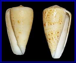 Conus infrenatus Reeve, 1848