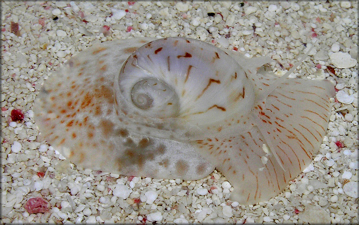 Naticarius canrena (Linnaeus, 1758) Colorful Moonsnail In Situ