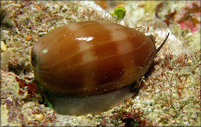 Luria cinerea (Gmelin, 1791) Atlantic Gray Cowrie Juvenile In Situ