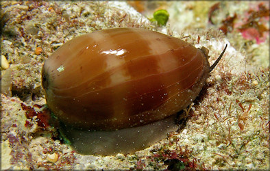 Luria cinerea (Gmelin, 1791) Atlantic Gray Cowrie Juvenile