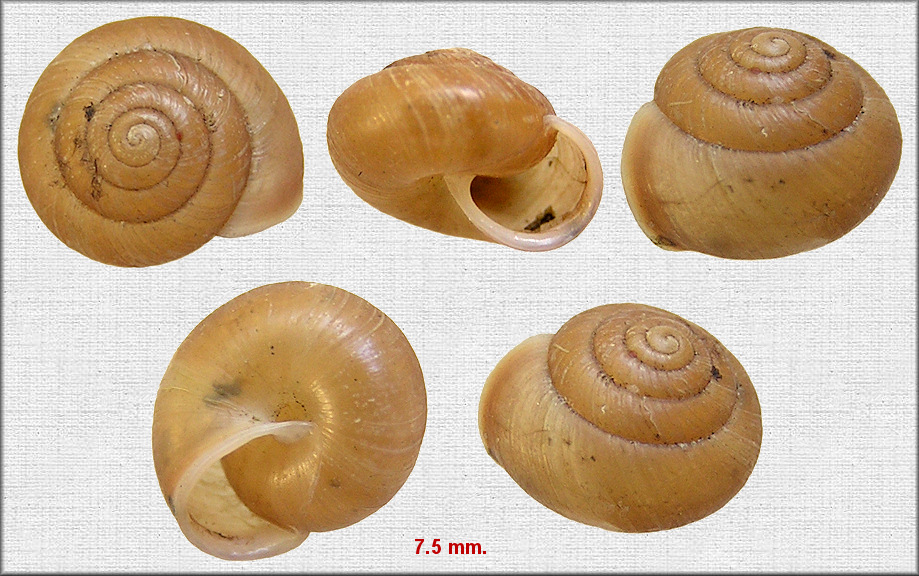 Praticolella jejuna (Say, 1821) Florida Scrubsnail