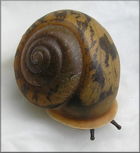 Neohelix albolabris (Say, 1817) Whitelip