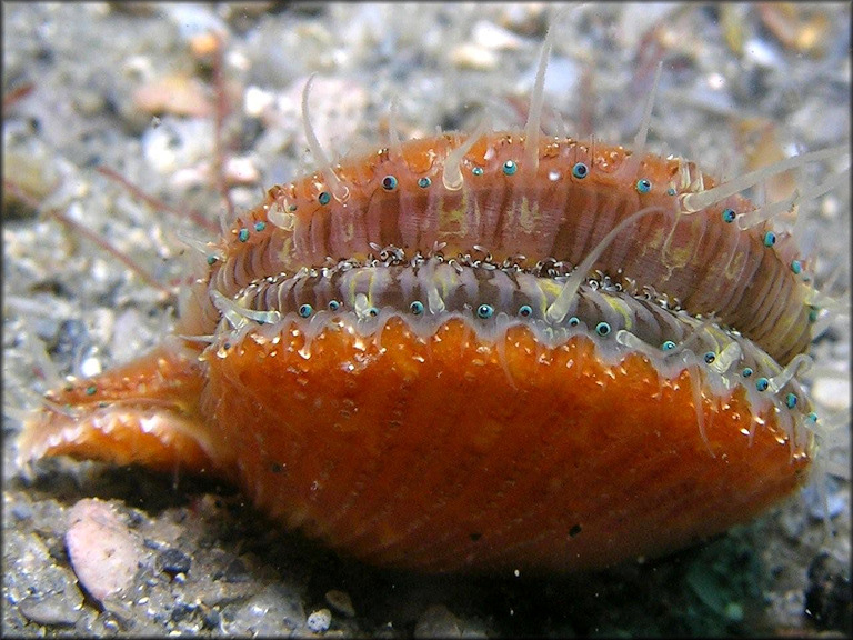 Aequipecten exasperatus (G. B. Sowerby II, 1842) Thistle Scallop