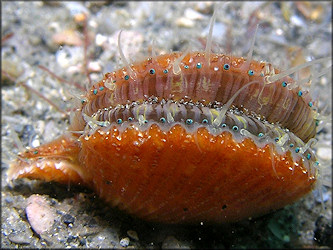 Aequipecten exasperatus (G. B. Sowerby II, 1842) Thistle Scallop