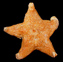 Pteraster jordani Fisher, 1905 "Jordan's Cushion Star"