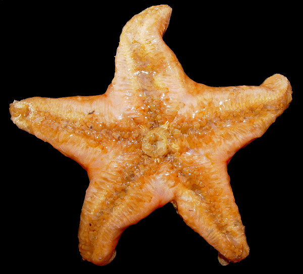 Pteraster jordani Fisher, 1905 "Jordan's Cushion Star"