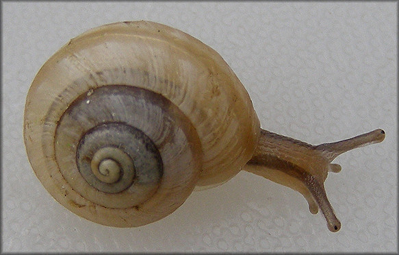 Praticolella mexicana K. Perez, 2011 "Peripatetic Scrubsnail"