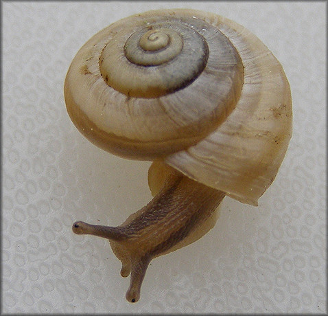 Praticolella mexicana K. Perez, 2011 "Peripatetic Scrubsnail"