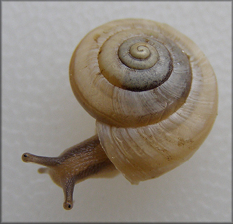 Praticolella mexicana K. Perez, 2011 "Peripatetic Scrubsnail"