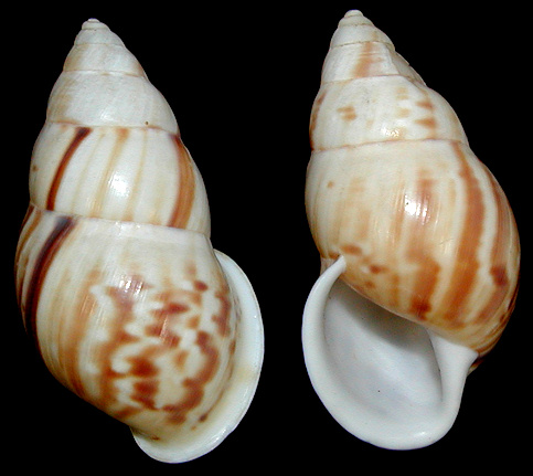 Amphidromus maculiferus cotabatensis Bartsch, 1917