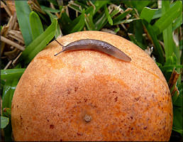 Deroceras laeve (Mller, 1774) Meadow Slug