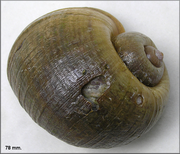 Attempted predation on Pomacea maculata at aquatic center lake 