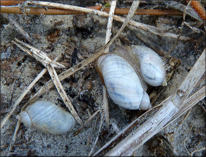 Succinea campestris Say, 1818 Crinkled Ambersnail ? Mating