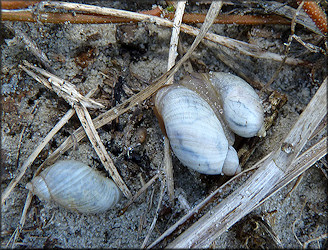 Succinea campestris Say, 1818 Crinkled Ambersnail ? Mating