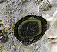 Siphonaria naufragum Stearns, 1872 American Striped Falselimpet