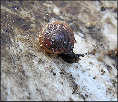 Praticolella mobiliana (I. Lea, 1841) Choctaw Scrubsnail In Situ