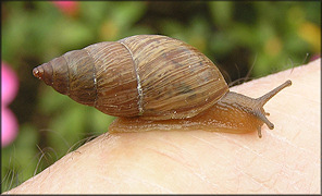 Bulimulus sporadicus (d’Orbigny, 1835)