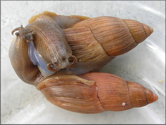 Euglandina rosea (Frussac, 1821) Mating