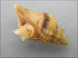 Urosalpinx cinerea (Say, 1822) Atlantic Oyster Drill