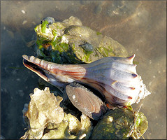 Busycon carica (Gmelin, 1791) In Situ Feeding On Oyster