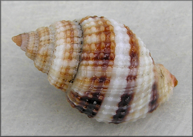 Cancellaria reticulata (Linnaeus, 1767) Living Specimen