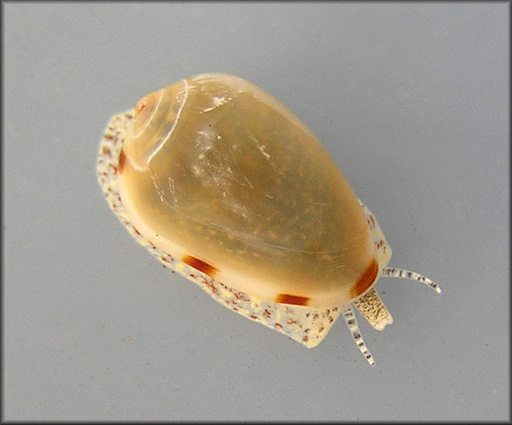 Prunum apicinum (Menke, 1828) Common Atlantic Marginella