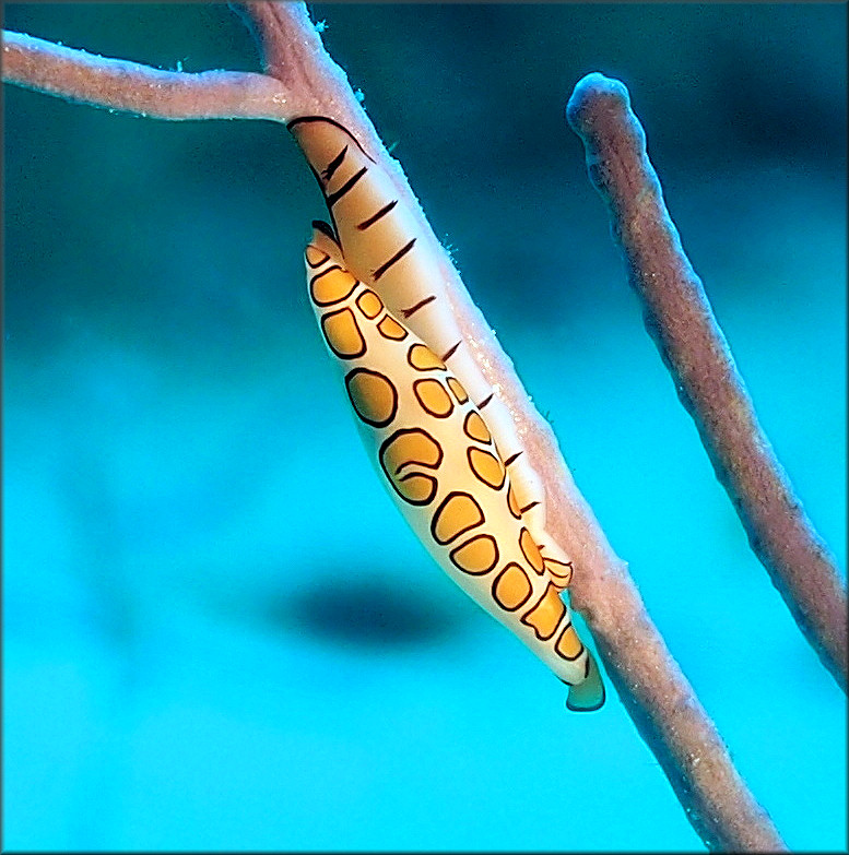 Cyphoma gibbosum (Linnaeus, 1758) Flamingo Tongue Juvenile