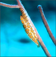 Cyphoma gibbosum (Linnaeus, 1758) Flamingo Tongue Juvenile