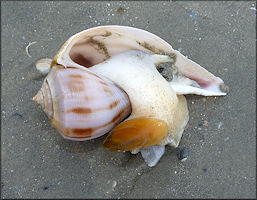 Fulguropsis spirata (Lamarck, 1816) Pear Whelk