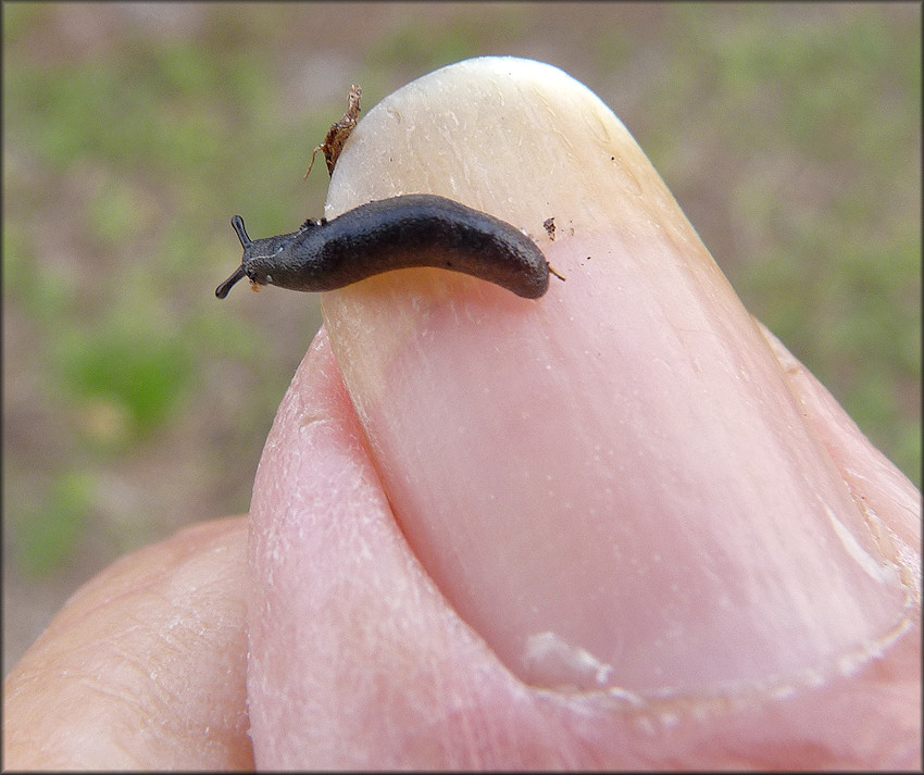 Belocaulus angustipes (Heynemann, 1885) Black-velvet Leatherleaf Juvenile