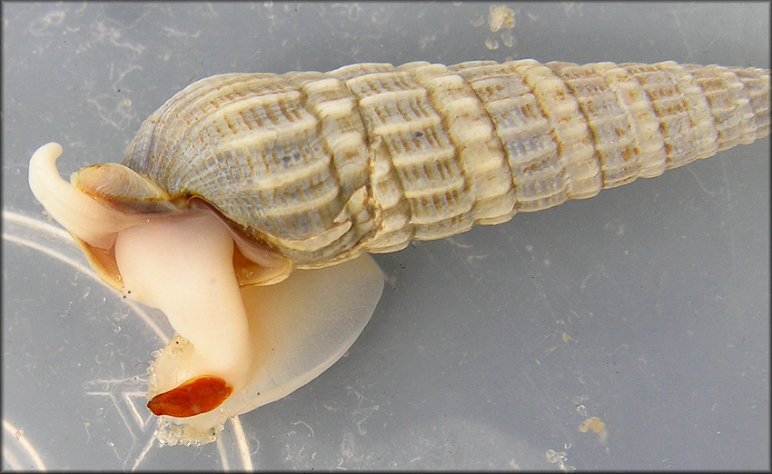 Neoterebra dislocata (Say, 1822) Eastern Auger