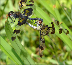 Banded Pennant [Celithemis fasciata] Mating