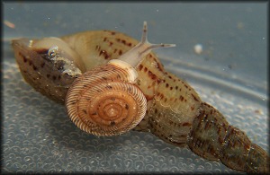 Polygyra cereolus (Mhlfeld, 1816) Southern Flatcoil 