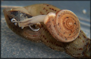 Polygyra cereolus (Mhlfeld, 1816) Southern Flatcoil 