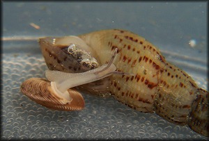 Polygyra cereolus (Mhlfeld, 1816) Southern Flatcoil 