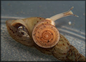 Polygyra cereolus (Mhlfeld, 1816) Southern Flatcoil 