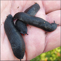 Belocaulus angustipes (Heynemann, 1885) Black-velvet Leatherleaf