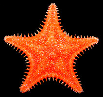 Hippasteria spinosa Verrill, 1909 "Spiny Star"