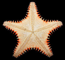 Hippasteria spinosa Verrill, 1909 "Spiny Star"