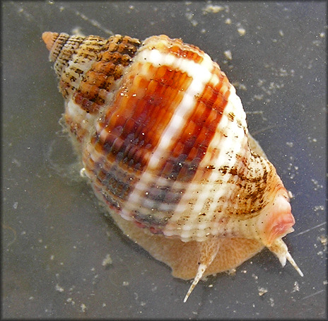 Cancellaria reticulata (Linnaeus, 1767) Living Specimen