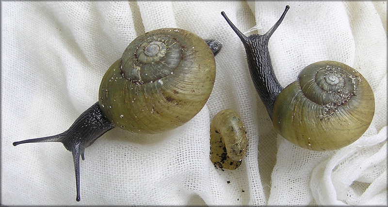 Mesomphix globosus (MacMillan, 1940) Globose Button