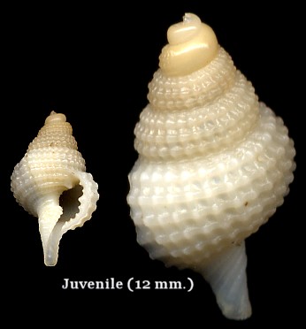 Distorsio clathrata (Lamarck, 1816)