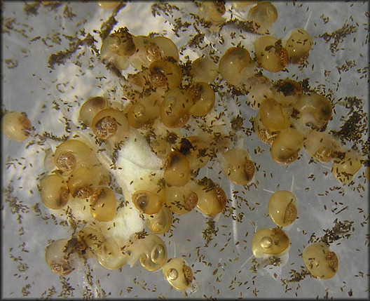 Pomacea canaliculata Hatchlings