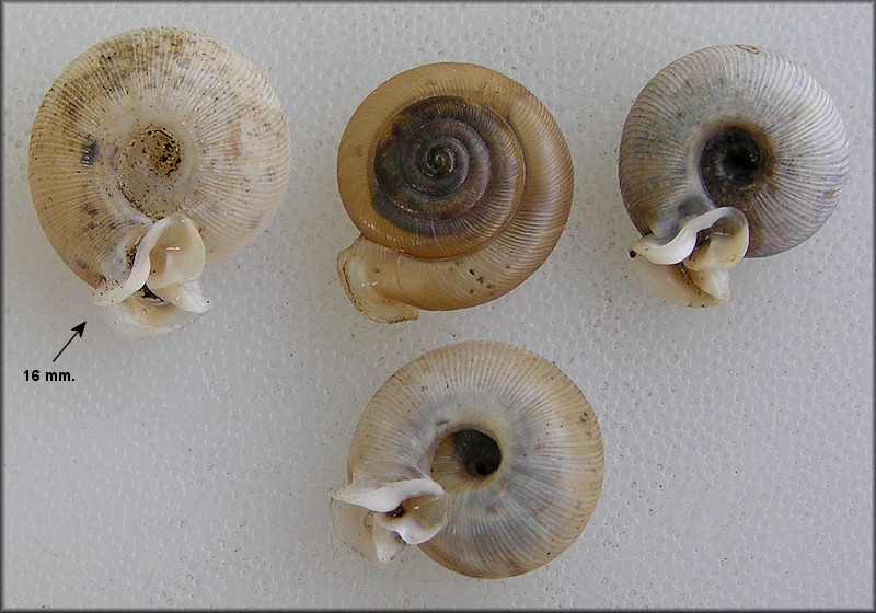 Empty Daedalochila auriculata Shells Found On Northeastern Bridge Approach