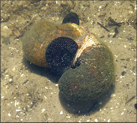 Pomacea maculata Perry, 1810 Mating Pair In Situ (8/4/2010)