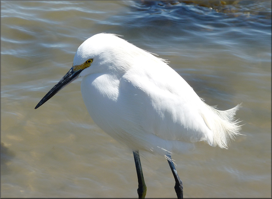 Egretta thula Snowy Egret