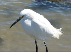 Egretta thula Snowy Egret