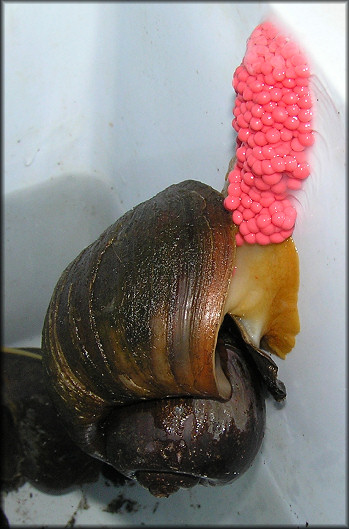 Egg Clutch Being Laid In Ice Chest