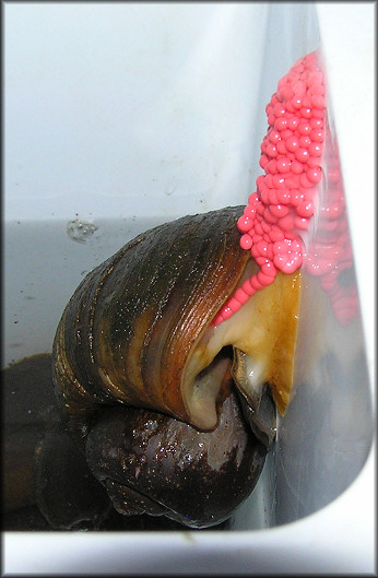 Egg Clutch Being Laid In Ice Chest